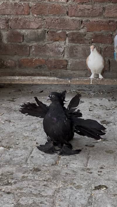 American Fantail Silver & black