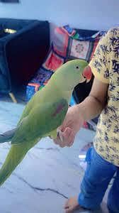 baby chiks