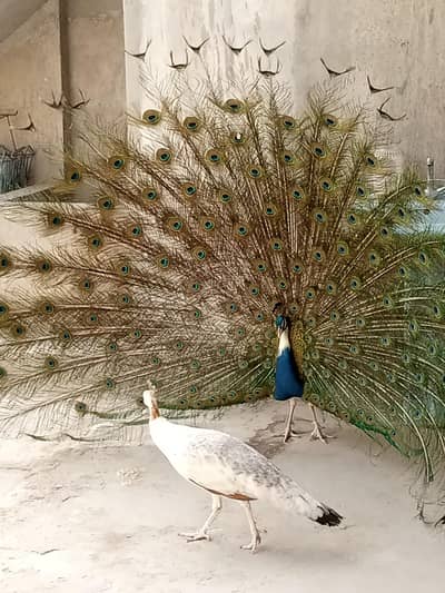 peacock pair Pied male and black shoulder female. 0371 1764726.