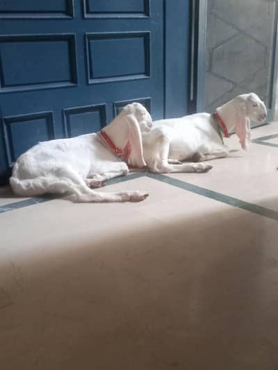2 Rajan Puri Male For Sale