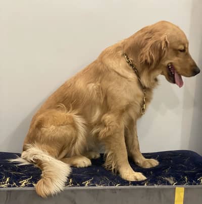 Golden retriever females imported bloodline
