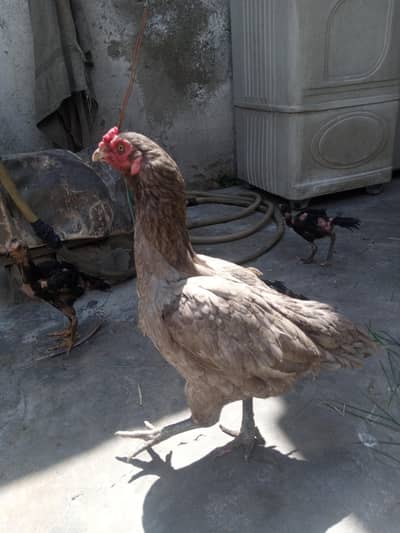 aseel mianwali  female chicks available for sale