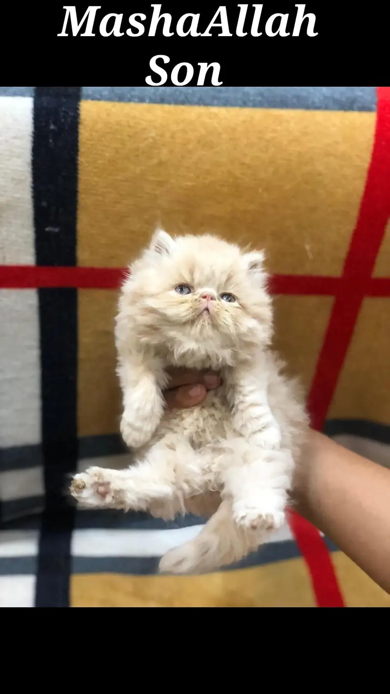 Peki Face Male cat available | Piki Face Cat | — photo 2
