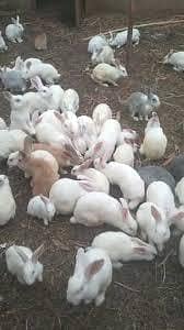Breader Rabbit pair 0
