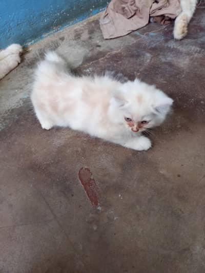 kitten