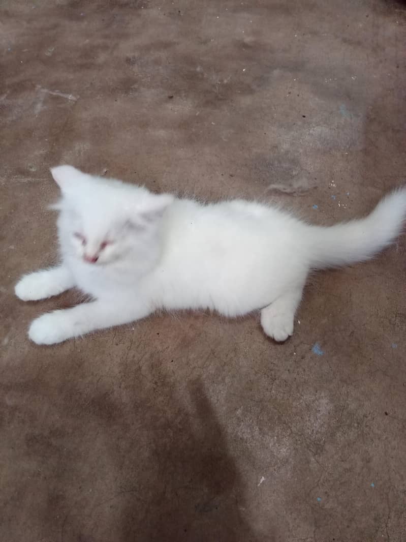 kitten 1