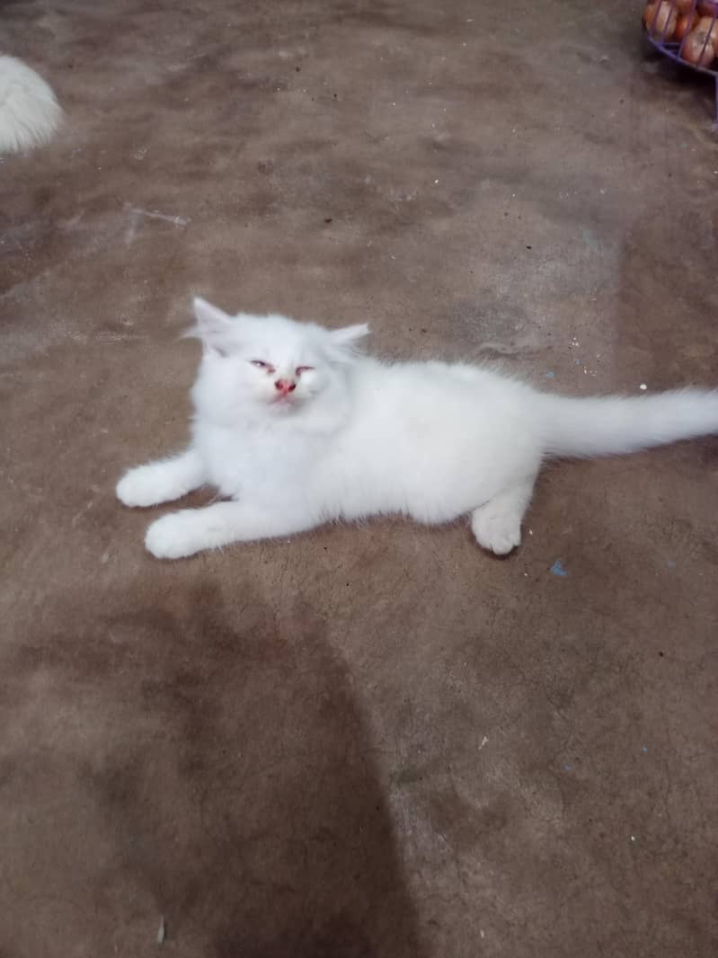 kitten 2