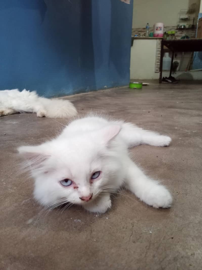 kitten 3