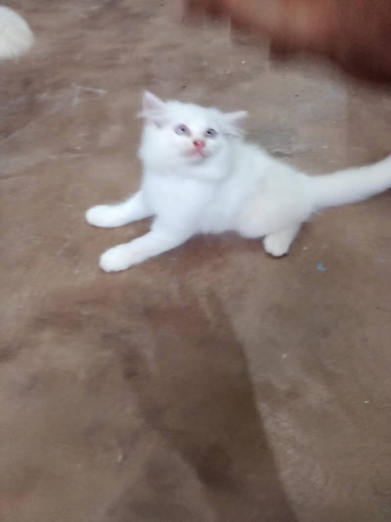 kitten 4