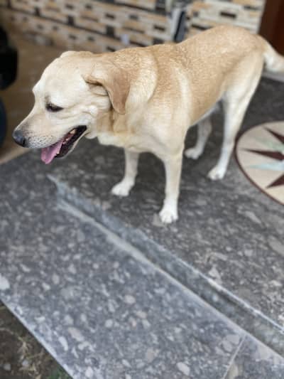 British Labrador high quality for sale very friendly