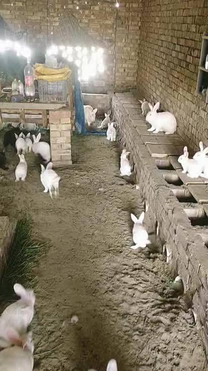 Breader Rabbit pair 1