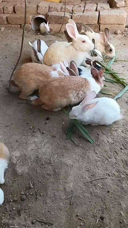 Breader Rabbit pair 3