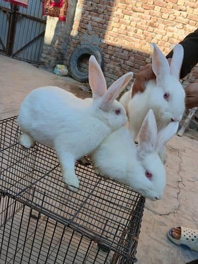 Breader Rabbit pair 4
