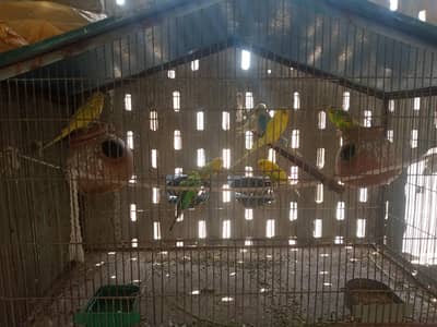 bujies parrot