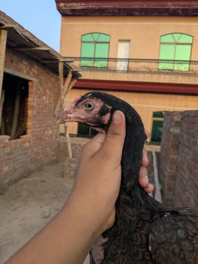 Attractive aseel female