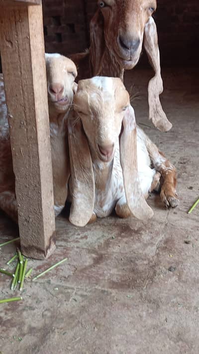 2makhi chini out class female age 3.5 month