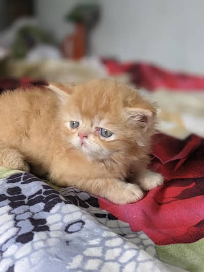 Kitten