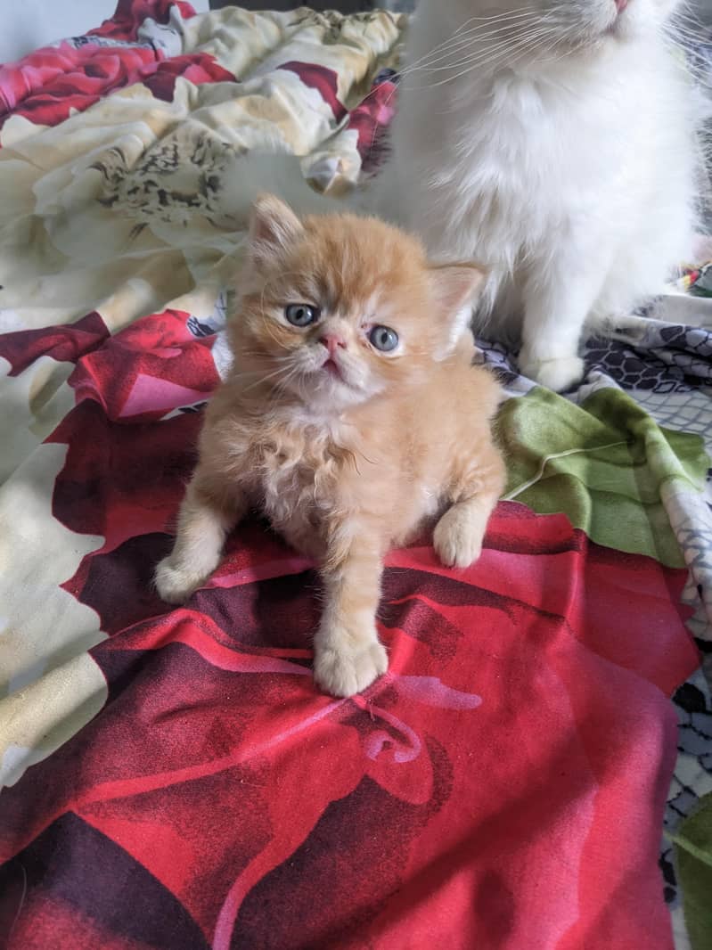 Kitten 2