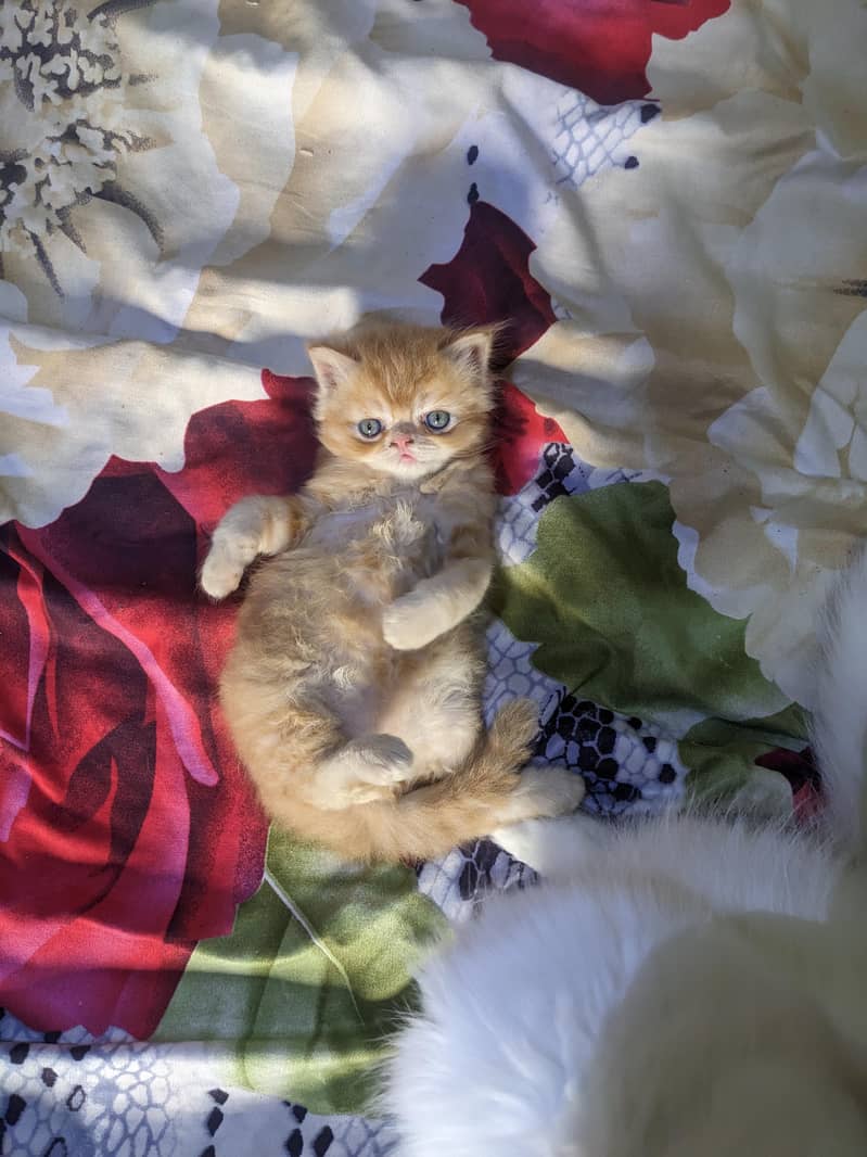 Kitten 3