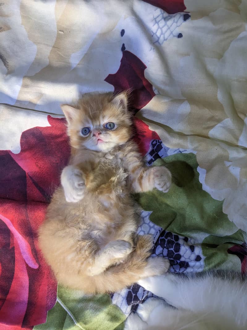 Kitten 4