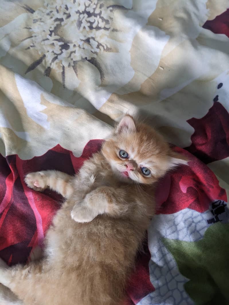 Kitten 5