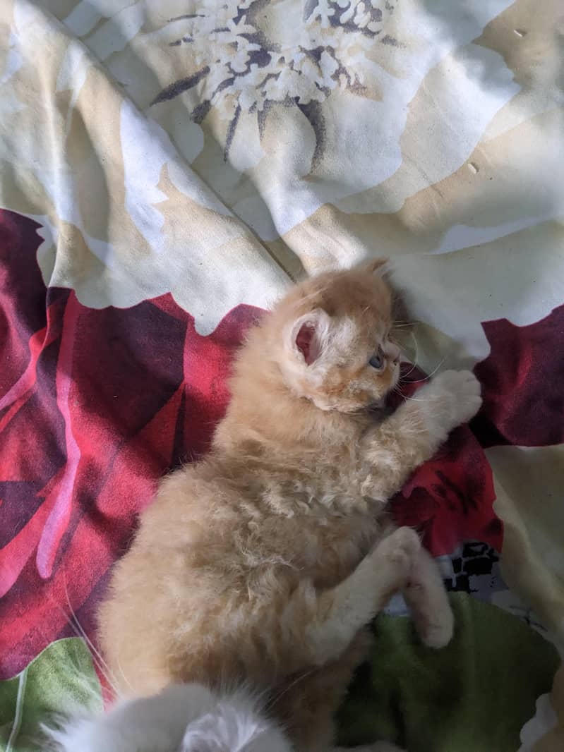 Kitten 6