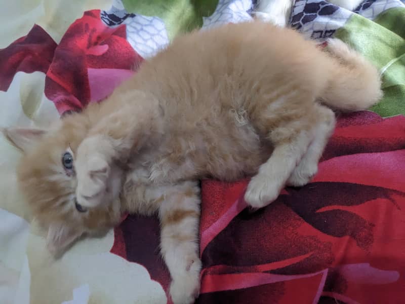 Kitten 7