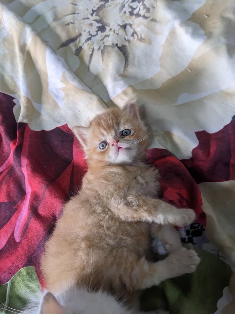 Kitten 8
