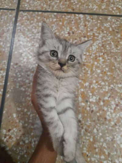 4 kittens double coated