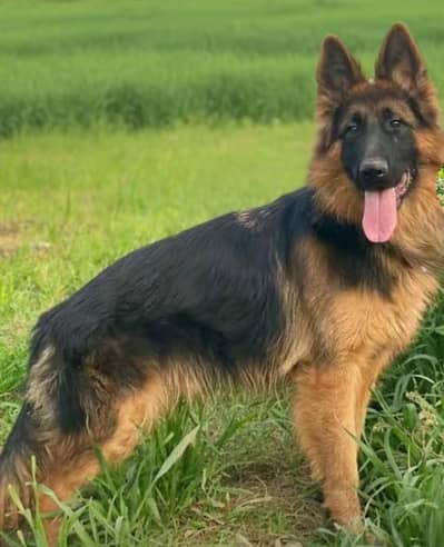 German shepherd Female for sale