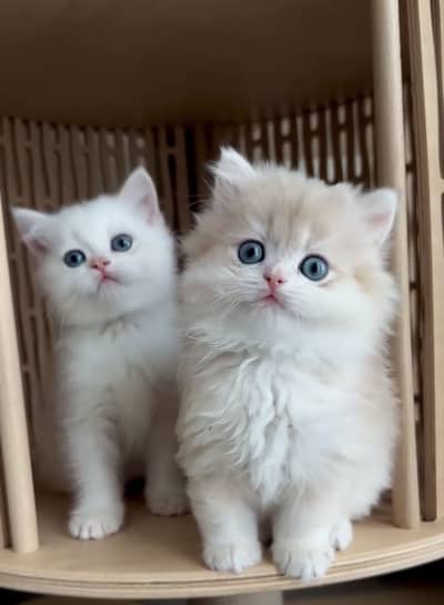 Quality Persian Punchface cat & kitten. moreWhatsApp 03286040437