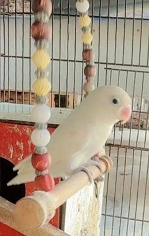 White Alpino | White Parrot | Love bird | Fisher