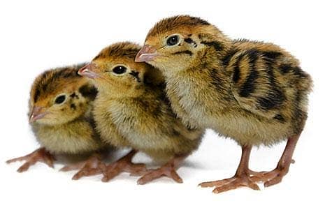 Quail 0