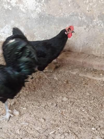 Australorp pair