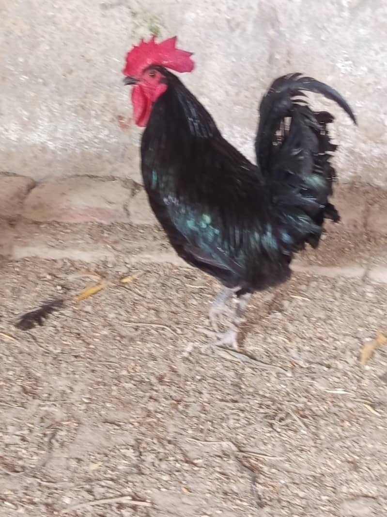 Australorp pair 1