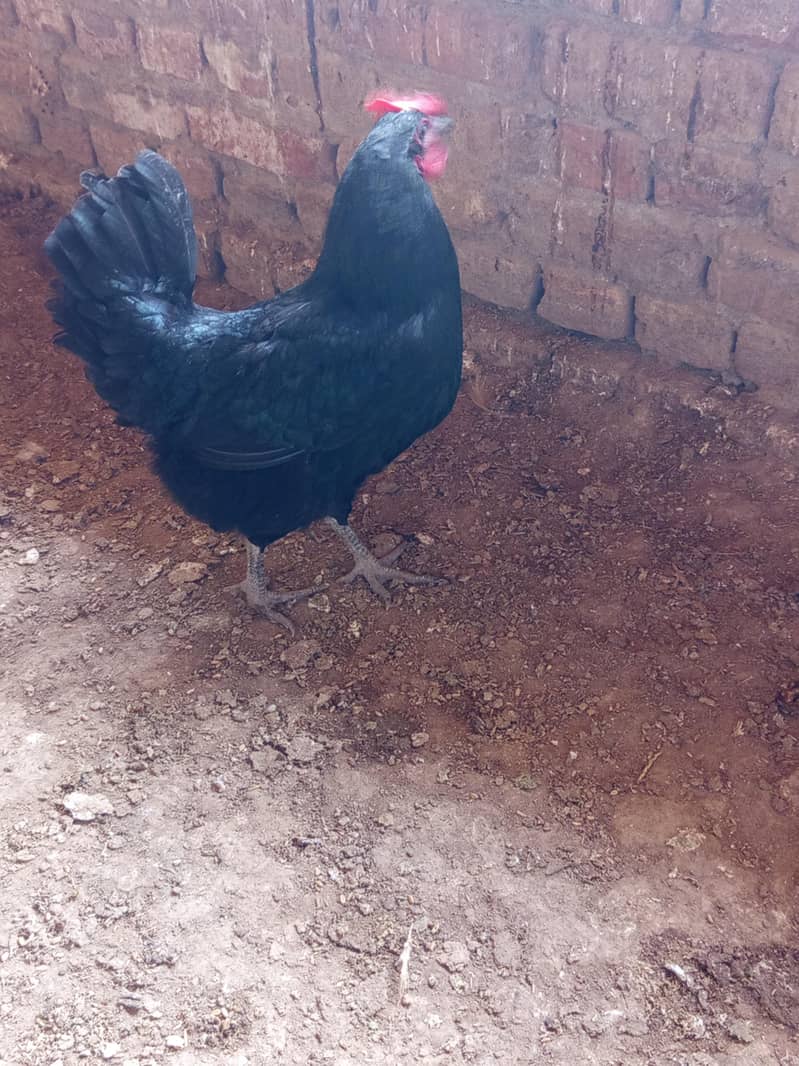 Australorp pair 2