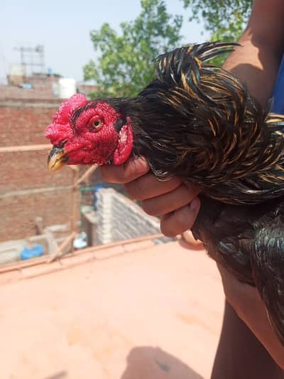 aseel murga
