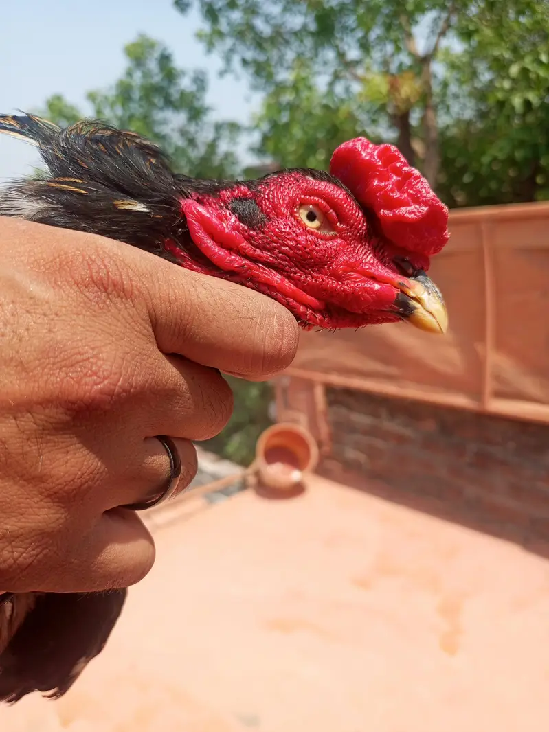 aseel murga — photo 2