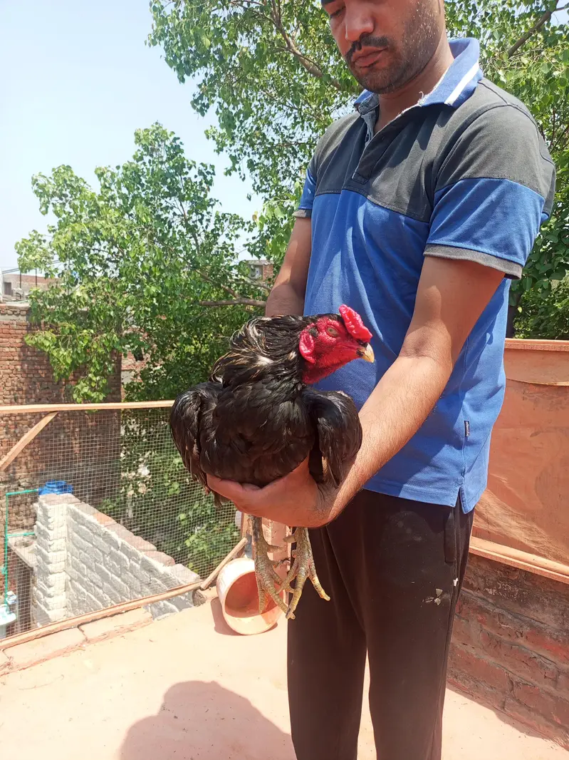 aseel murga — photo 5