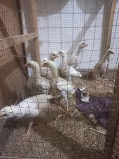 Top Quality White bloodline OH Shamo Chicks