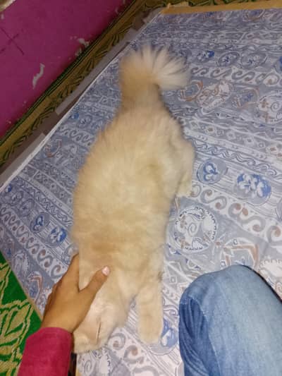 vip cat