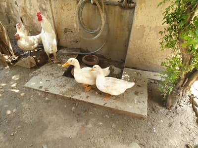 Egg laying ducks pair