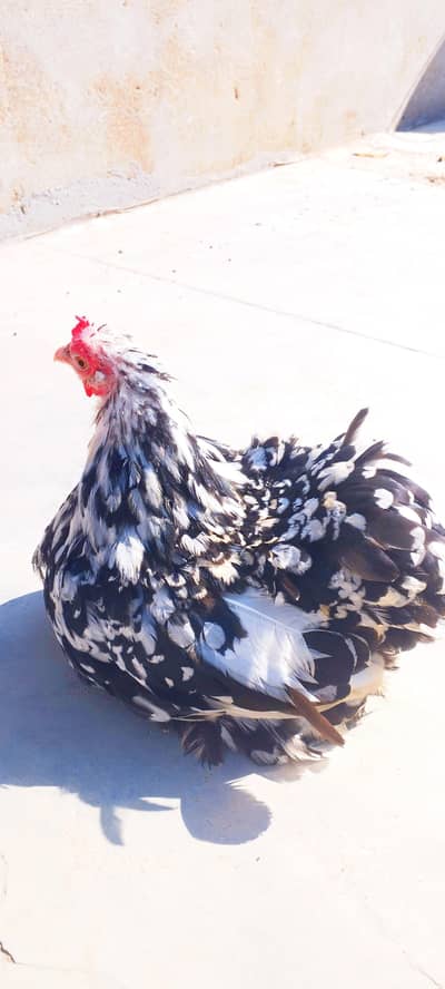 Bantam trio & Pairs