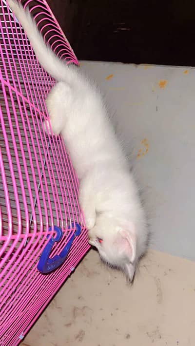 odd eyes male kitten for sale