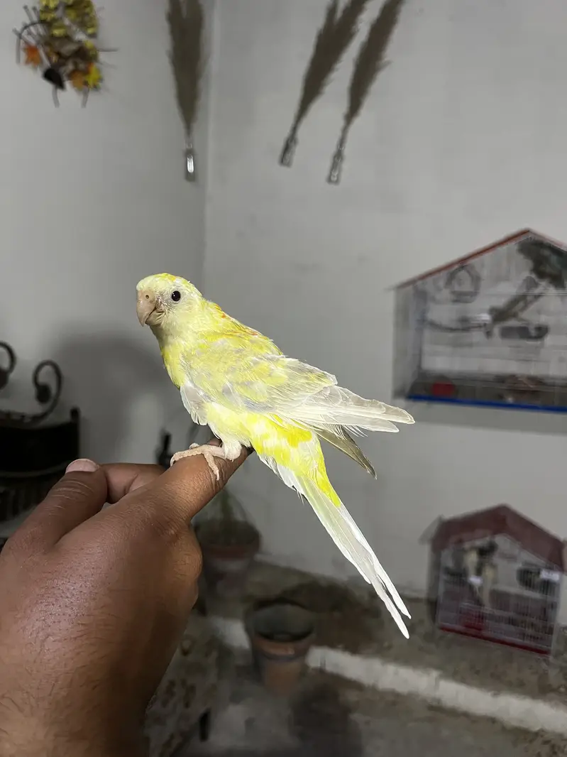 Hand tame birds rump | conure & parrot accessories — photo 2