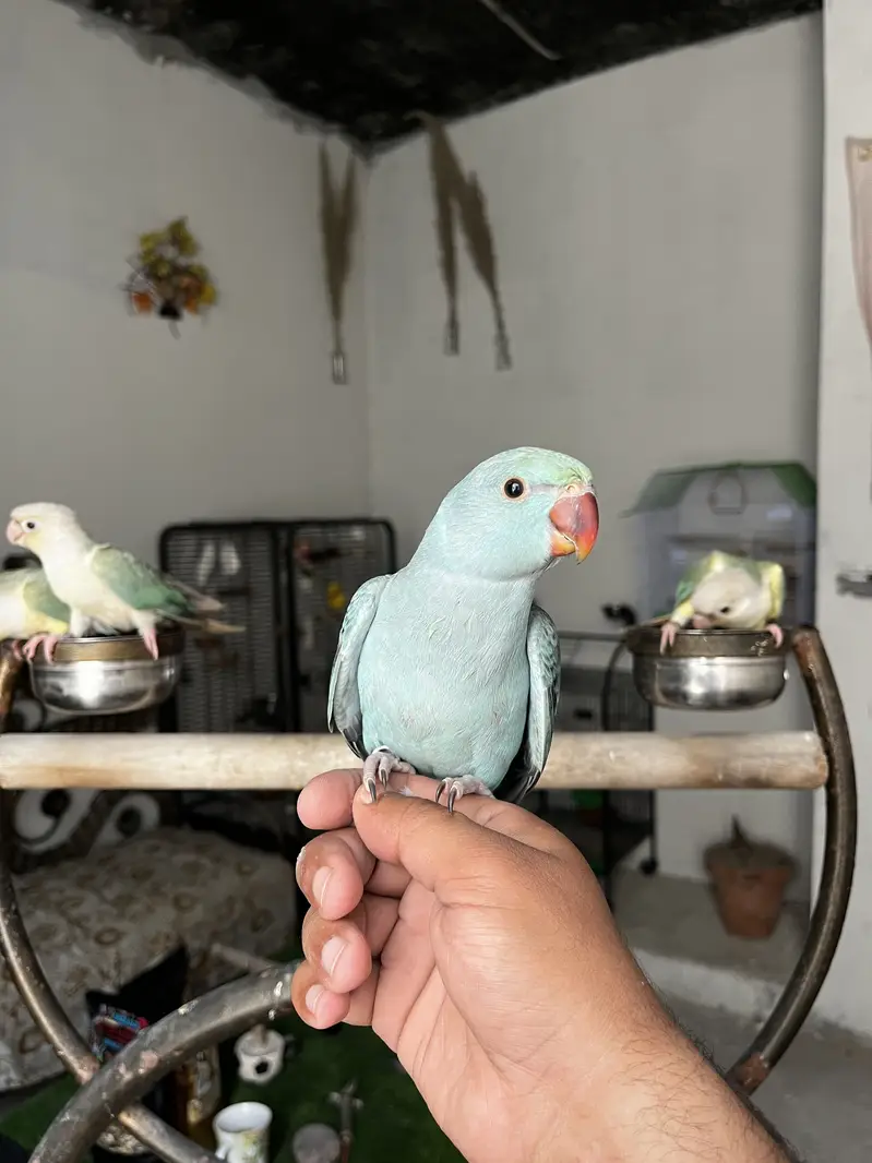 Hand tame birds rump | conure & parrot accessories — photo 4