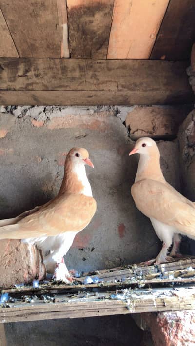 Red sherize young pair (03066716188)