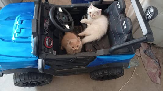 Persian kitten @ Persian cat @ saimese kitten @ cat@ Siamese@ blue ey