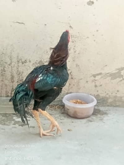 hen pair and two Desi male for sale