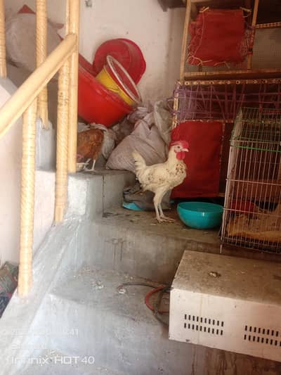 two Desi murga home breed for sale
